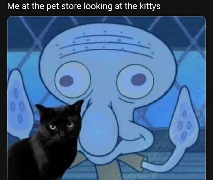 Me at the pet store looking at the kittys 0 100 0