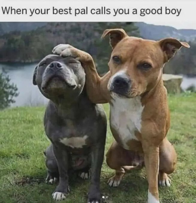 When your best pal calls you a good boy
