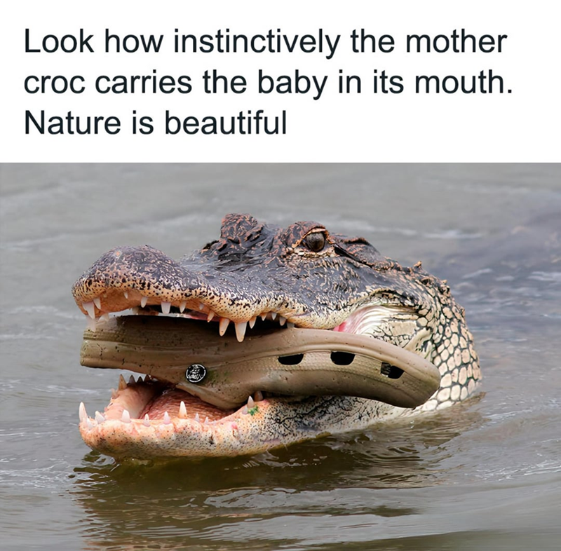 Look how instinctively the mother croc carries the baby in its mouth. Nature is beautiful