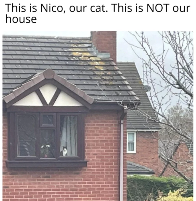 This is Nico, our cat. This is NOT our house