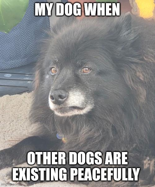 MY DOG WHEN OTHER DOGS ARE EXISTING PEACEFULLY imgflip.com