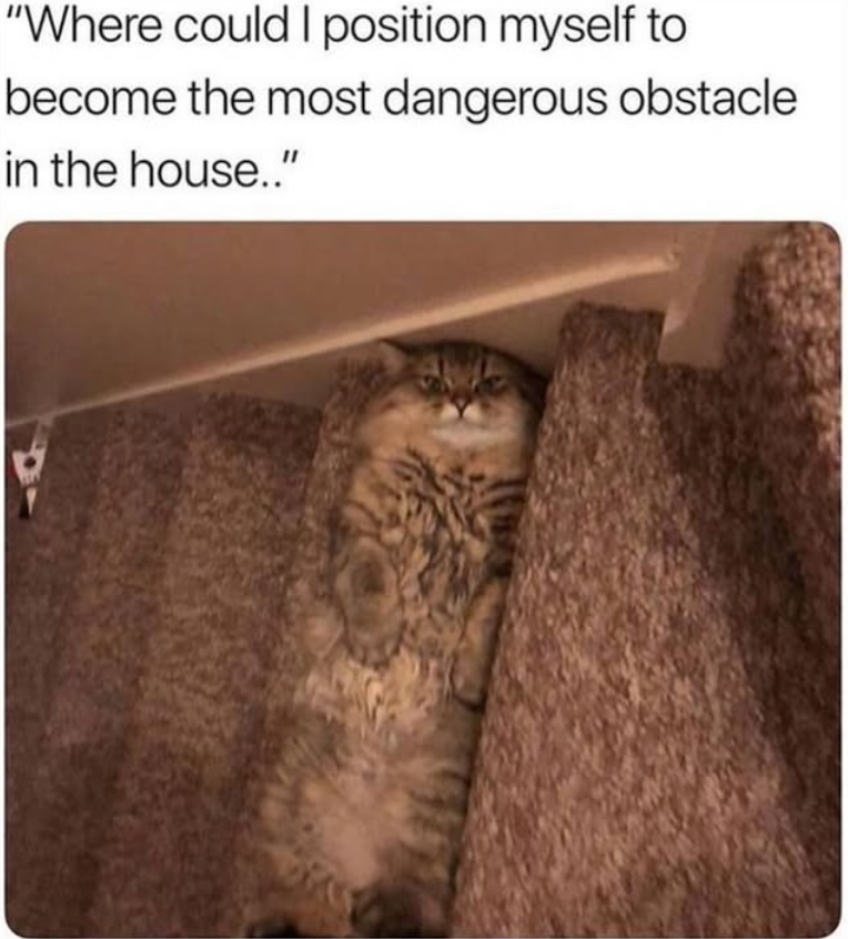 "Where could I position myself to become the most dangerous obstacle in the house.."