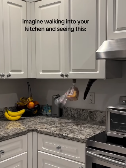 imagine walking into your kitchen and seeing this: