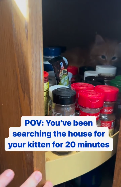 Fac te POV: You've been McCo searching the house for your kitten for 20 minutes