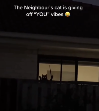 The Neighbour's cat is giving off "YOU" vibes