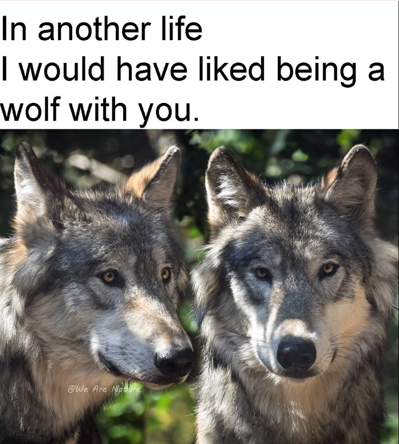 In another life I would have liked being a wolf with you. @We Are Nature