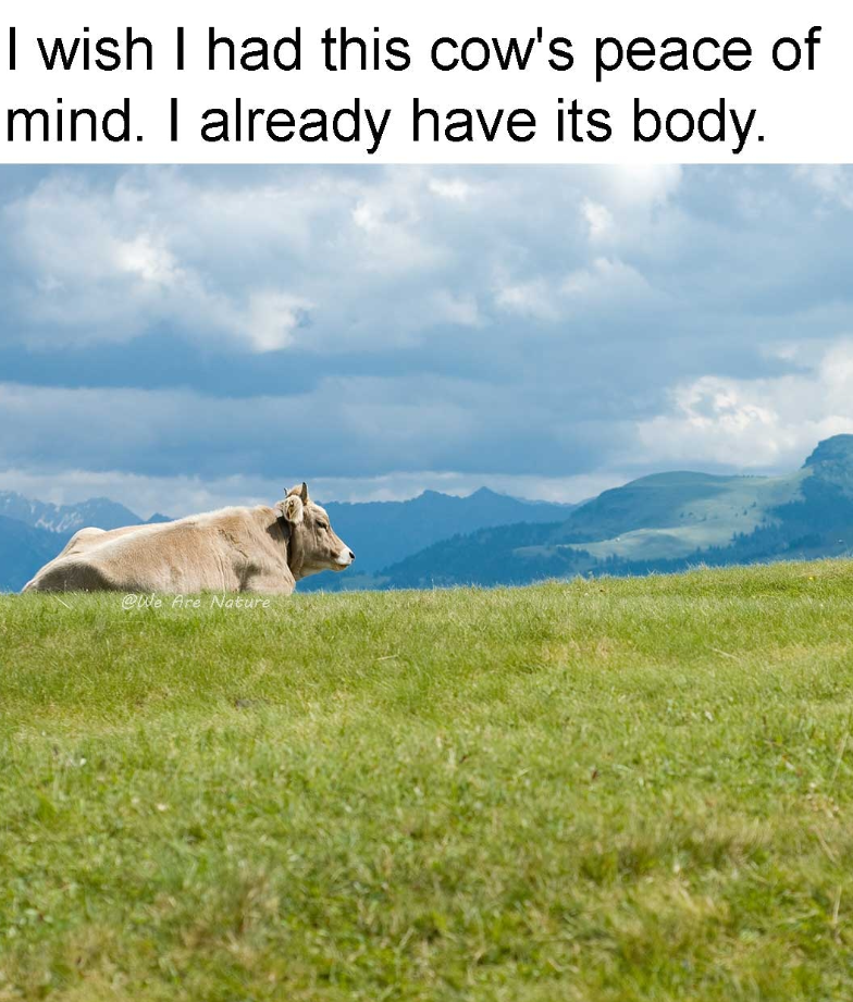 I wish I had this cow's peace of mind. I already have its body. @We Are Nature