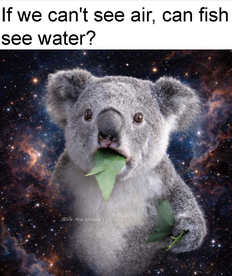 If we can't see air, can fish see water? @We Are Nature
