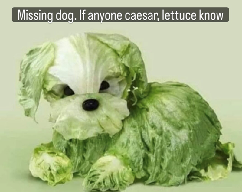 Missing dog. If anyone caesar, lettuce know