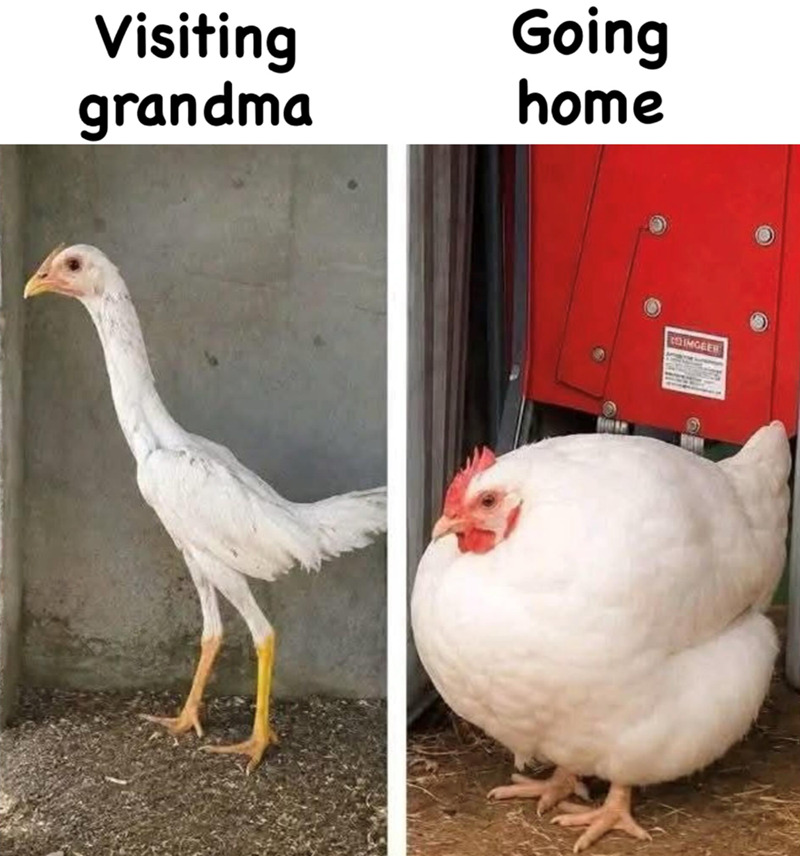 Visiting grandma Going home IMGEER