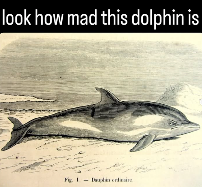 look how mad this dolphin is Fig. 1. - Dauphin ordinaire.