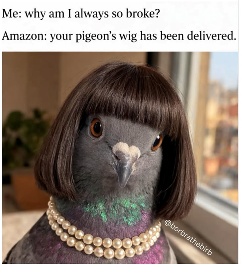 Me: why am I always so broke? Amazon: your pigeon's wig has been delivered. @borbrathebirb