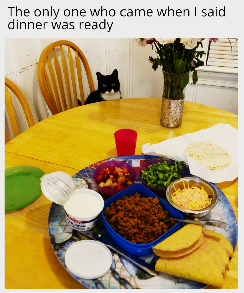 The only one who came when I said dinner was ready CREAM