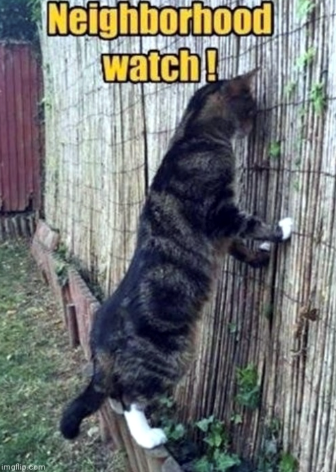 imgflip.com Neighborhood watch!