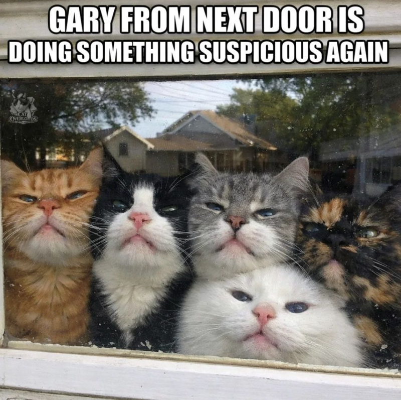GARY FROM NEXT DOOR IS DOING SOMETHING SUSPICIOUS AGAIN CAT OVERLORDS