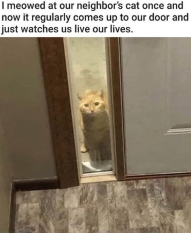 I meowed at our neighbor's cat once and now it regularly comes up to our door and just watches us live our lives.