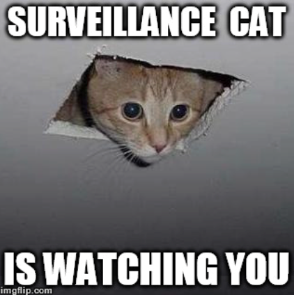 SURVEILLANCE CAT IS WATCHING YOU imgflip.com