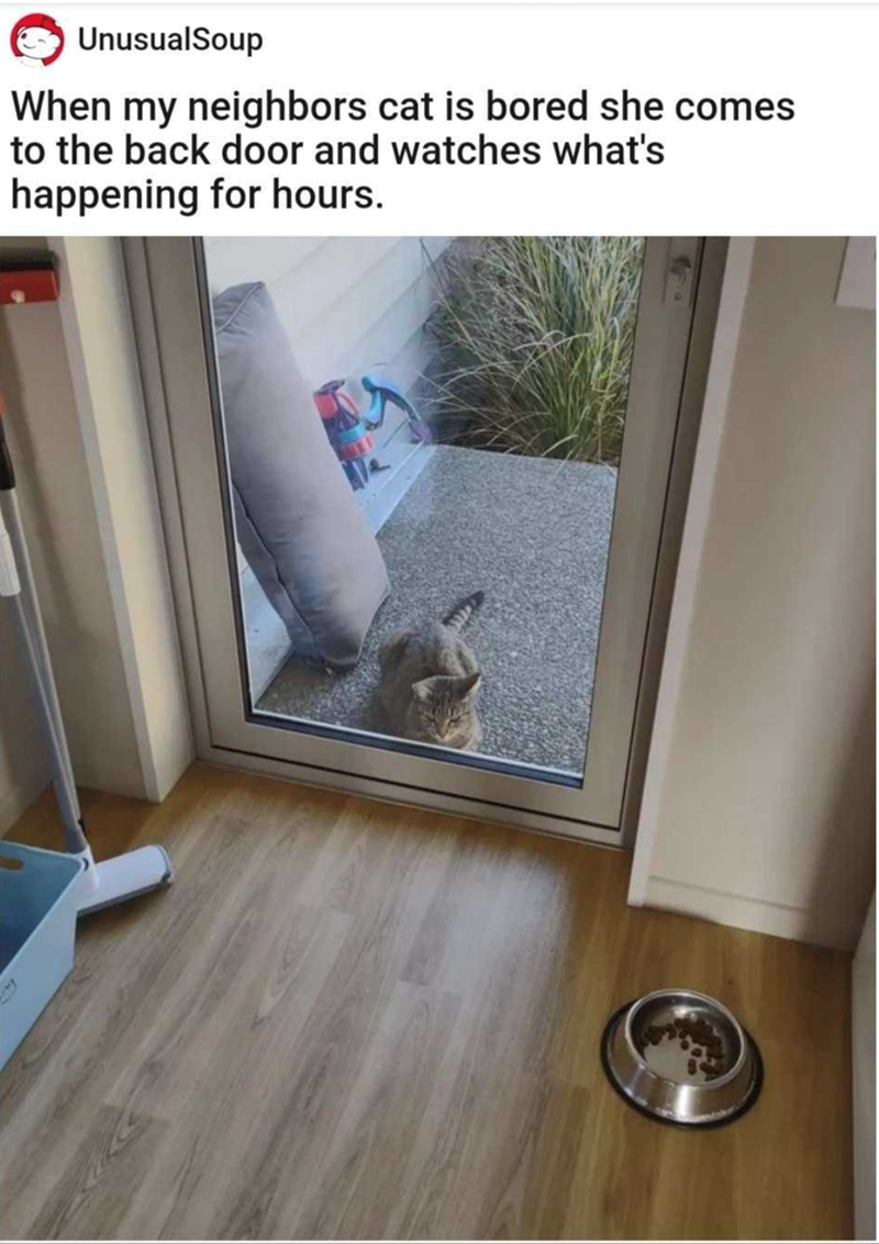 UnusualSoup When my neighbors cat is bored she comes to the back door and watches what's happening for hours.