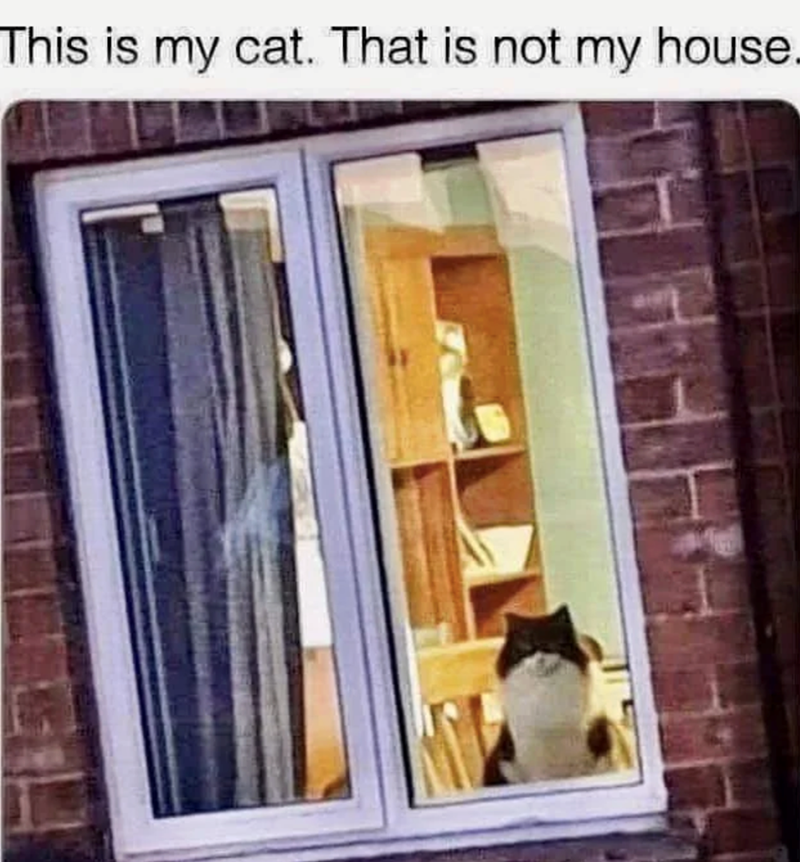 This is my cat. That is not my house.