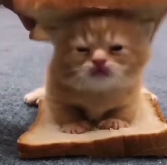 Cheezburger Image 10635449600