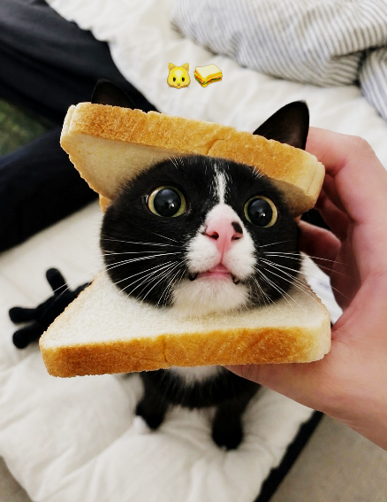 Cheezburger Image 10635449856