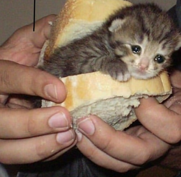 Cheezburger Image 10635450368