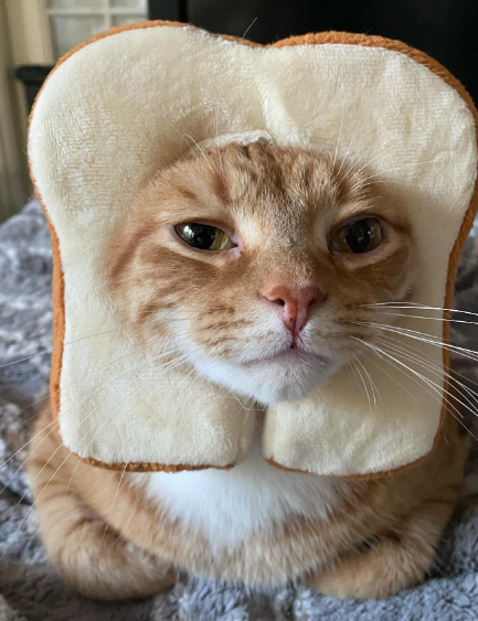Cheezburger Image 10635450624