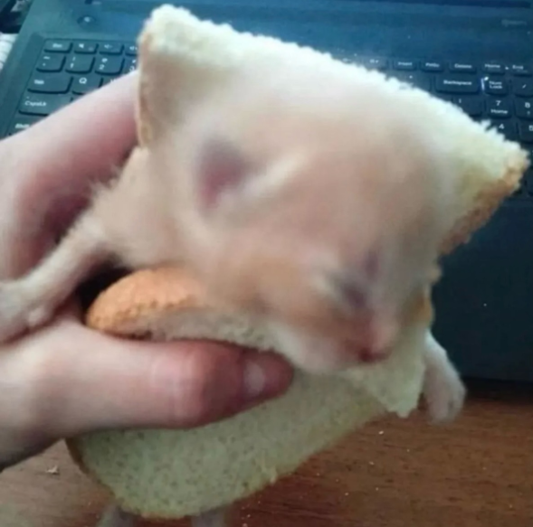Cheezburger Image 10635450880