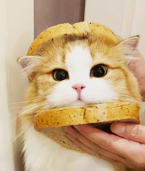 Cheezburger Image 10635451136