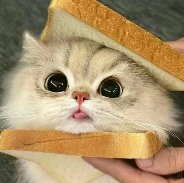 Cheezburger Image 10635451392