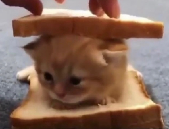 Cheezburger Image 10635451904