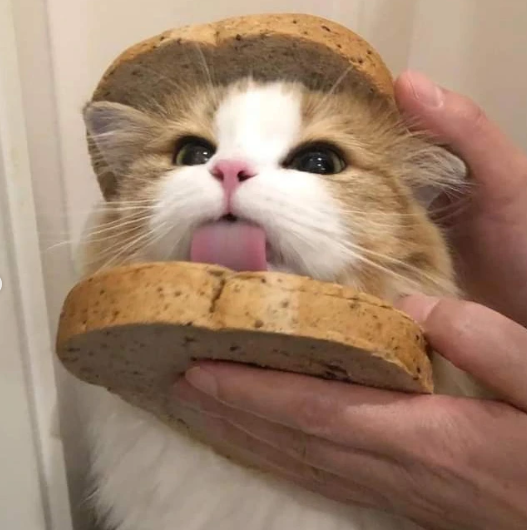 Cheezburger Image 10635452160