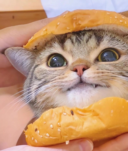 Cheezburger Image 10635452416
