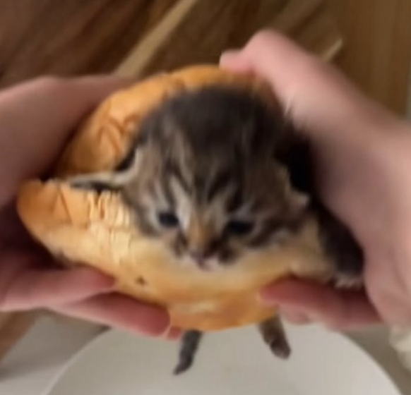 Cheezburger Image 10635452928