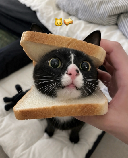 Cheezburger Image 10635453184