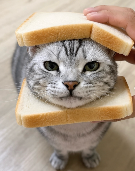 Cheezburger Image 10635453440
