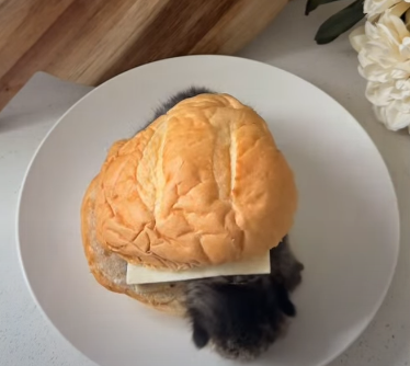Cheezburger Image 10635454208