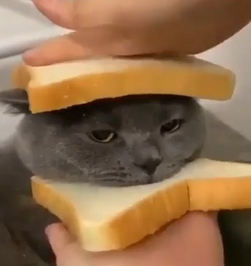 Cheezburger Image 10635454464