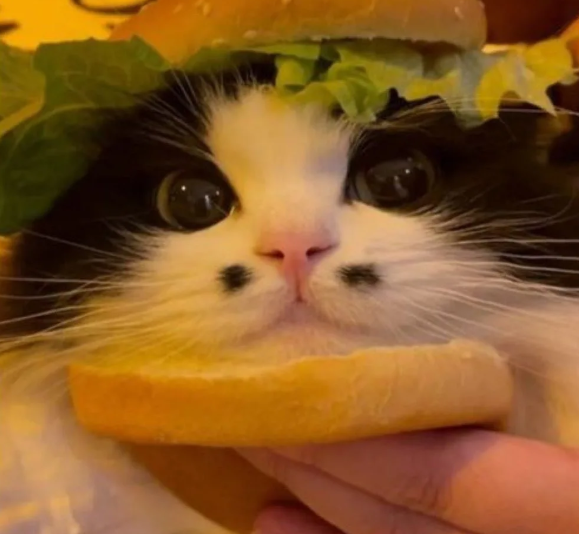 Cheezburger Image 10635455744