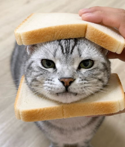 Cheezburger Image 10635456256