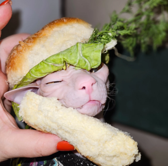 Cheezburger Image 10635456512