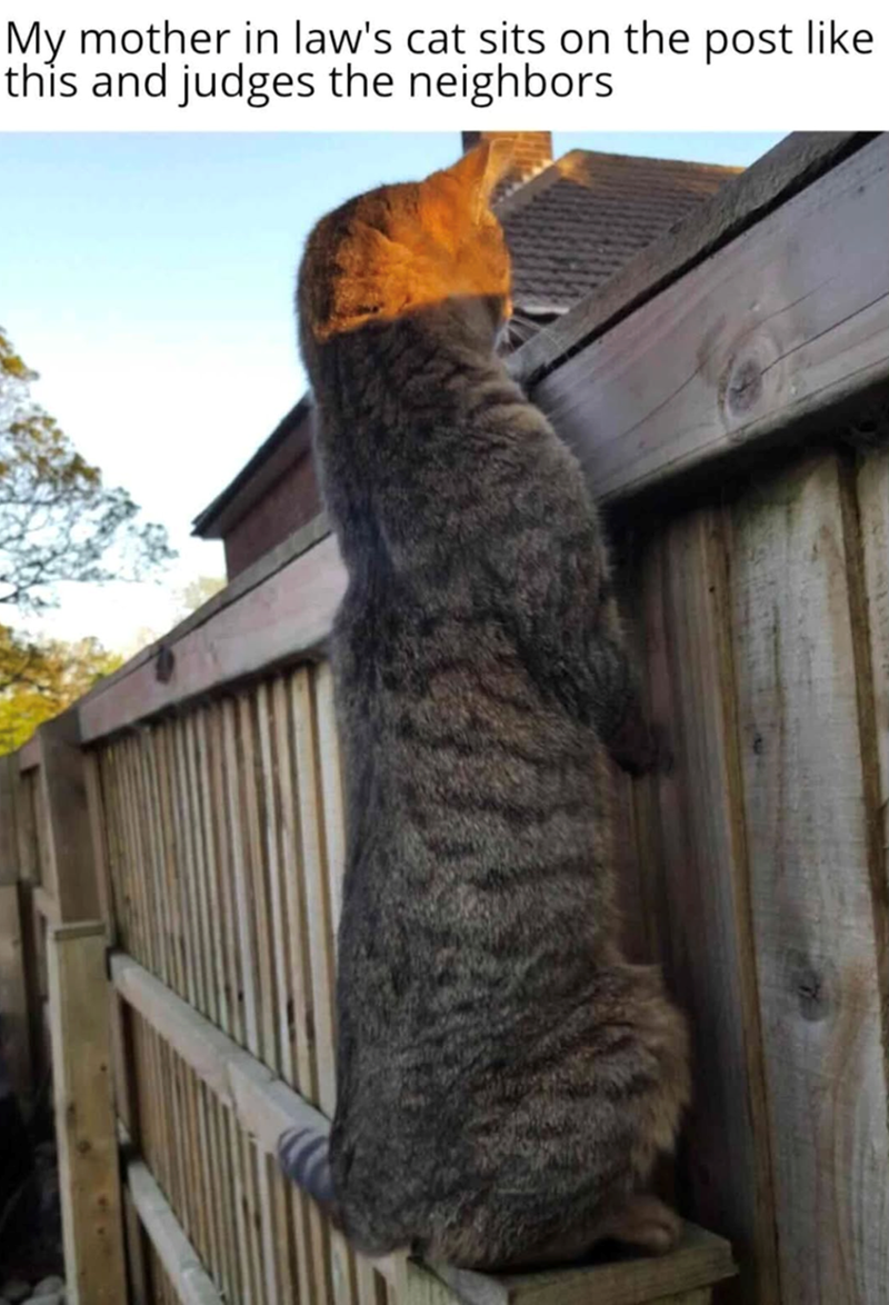 My mother in law's cat sits on the post like this and judges the neighbors