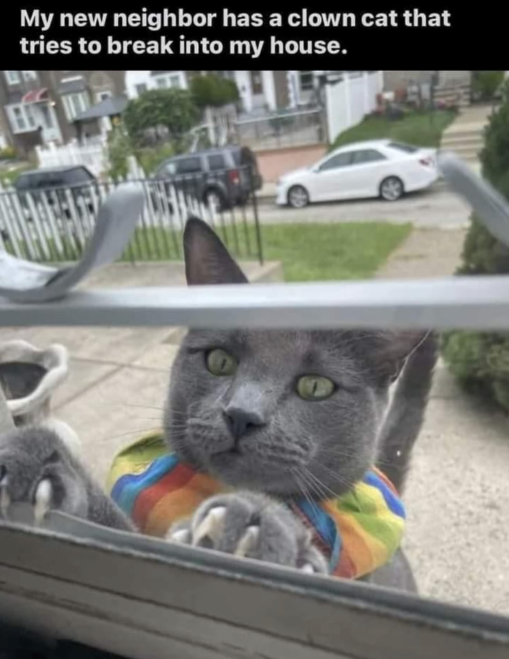 My new neighbor has a clown cat that tries to break into my house. 时间 4
