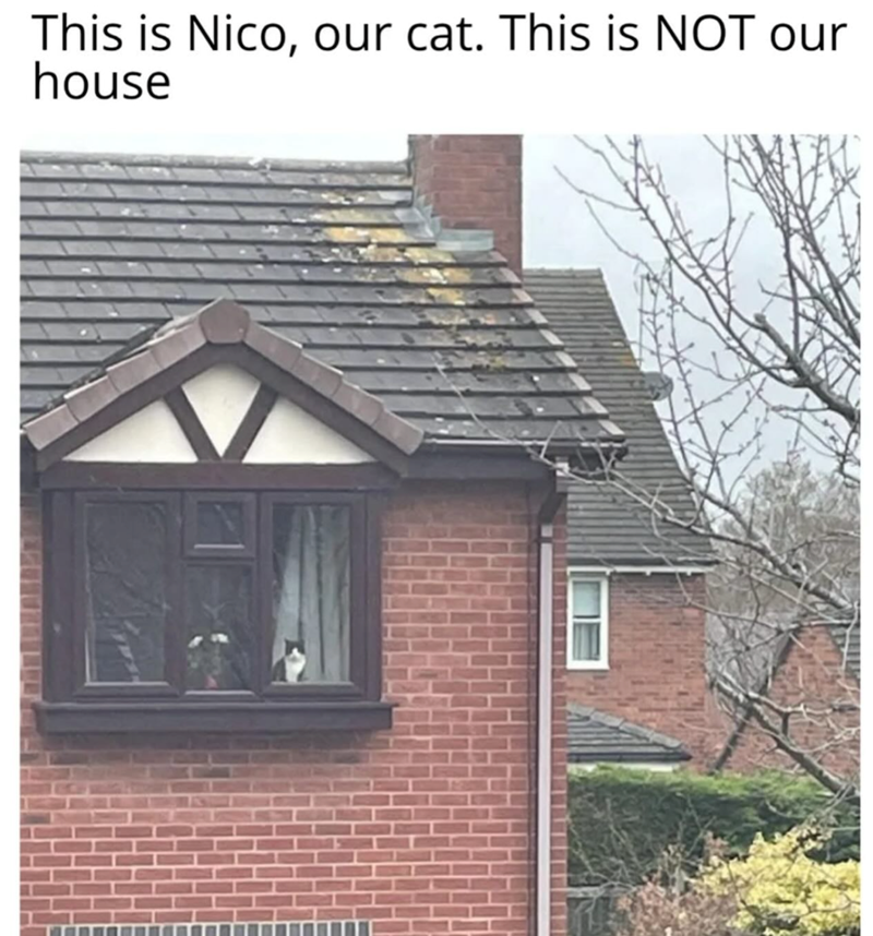 This is Nico, our cat. This is NOT our house