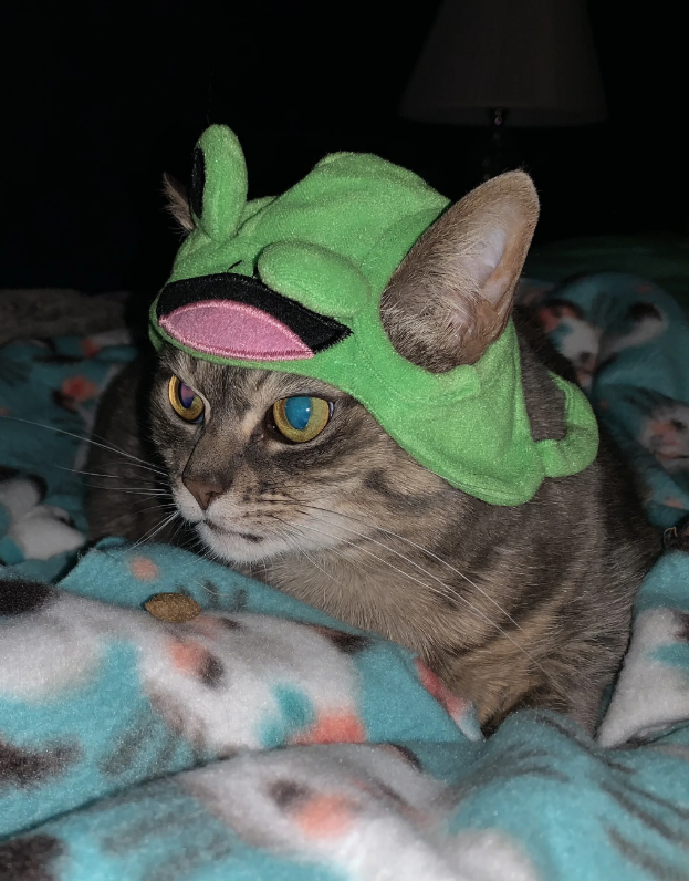 Cheezburger Image 10635473152