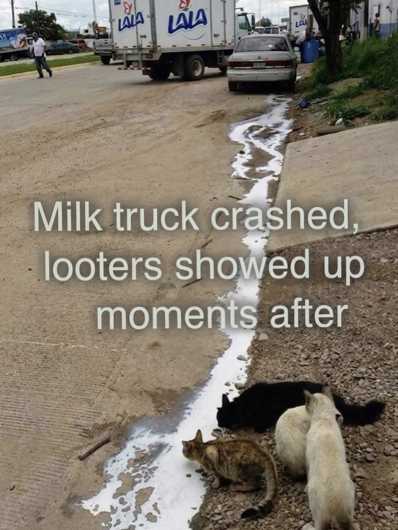 B LALA LALA LEA Milk truck crashed, looters showed up moments after