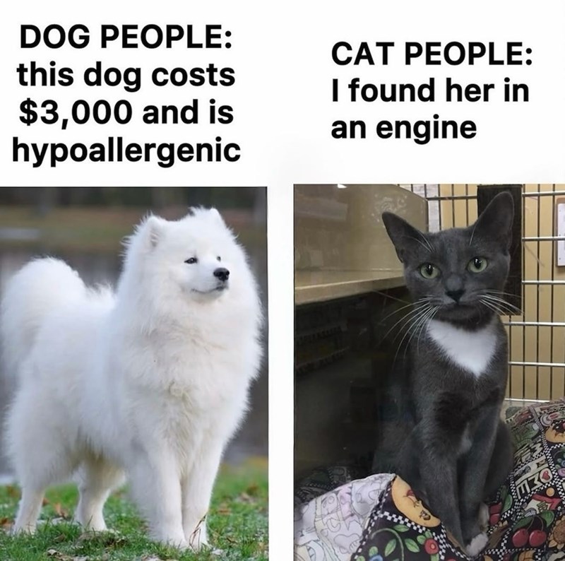 DOG PEOPLE: this dog costs $3,000 and is hypoallergenic CAT PEOPLE: I found her in an engine