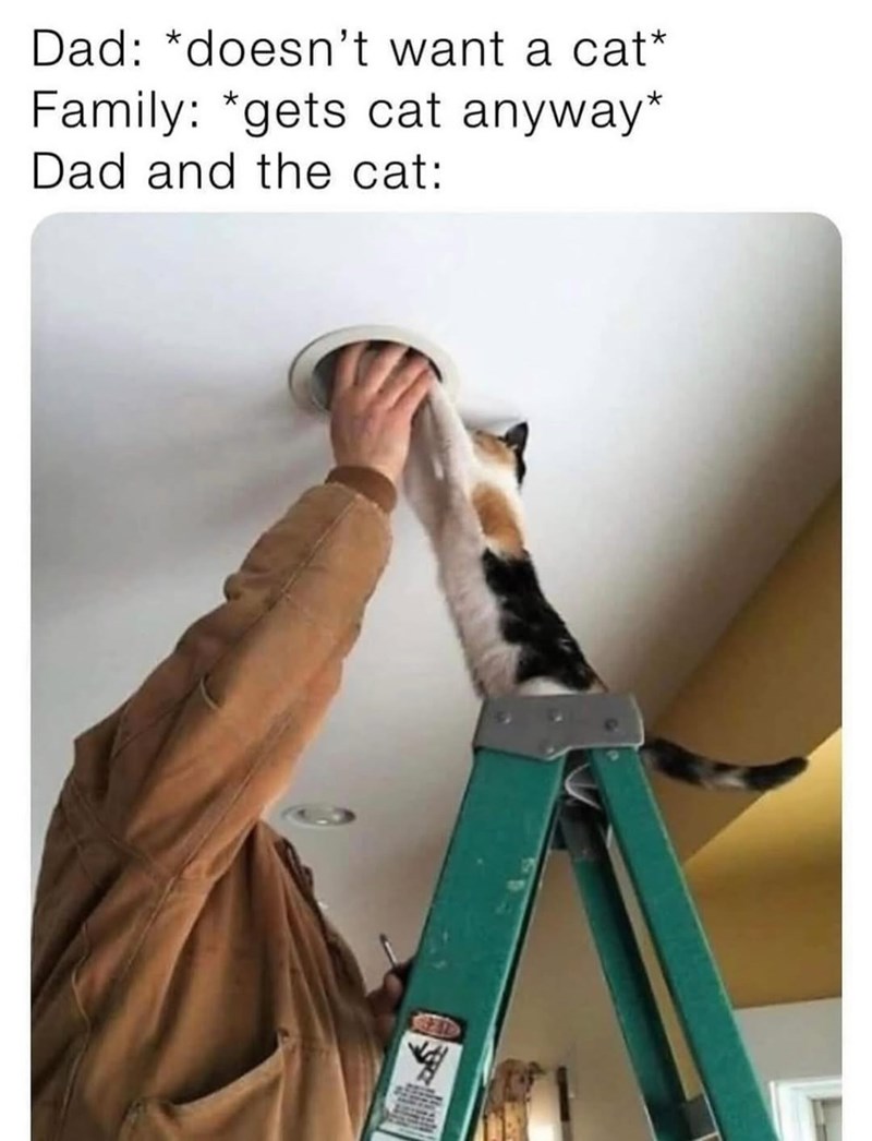 Dad: *doesn't want a cat* Family: *gets cat anyway* Dad and the cat: