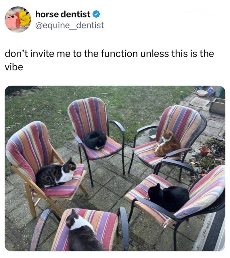horse dentist @equine__dentist don't invite me to the function unless this is the vibe