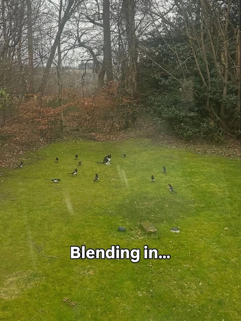 Blending in...